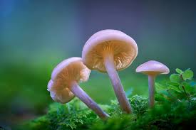Nature Close-up